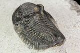 Gerastos Trilobite Fossil - Morocco #69099-5